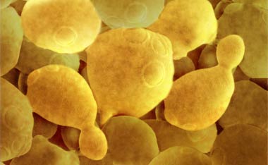 Trabajando con las l&iacute;as